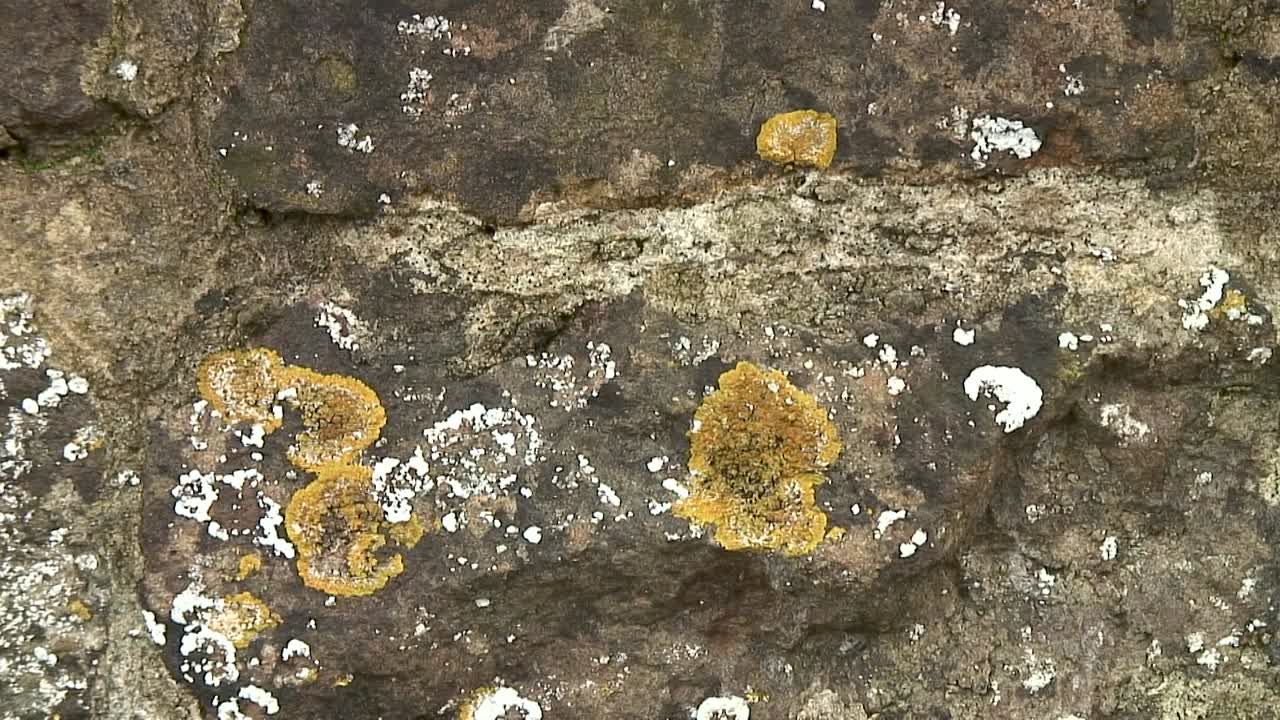musgo lobulado amarillo anaranjado que crece en una pared de piedra arenisca en leicestershire