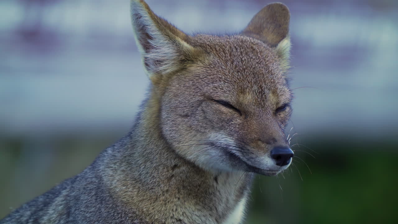 Profile of a Patagonian Fox