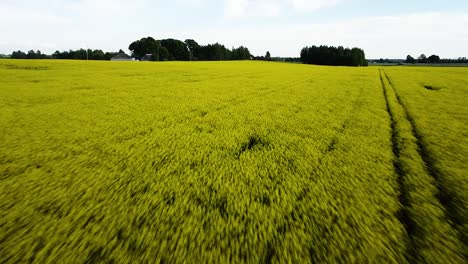 Aerial-flight-over-blooming-rapeseed-field,-flying-over-yellow-canola-flowers,-idyllic-farmer-landscape,-beautiful-nature-background,-drone-shot-fast-moving-backwards