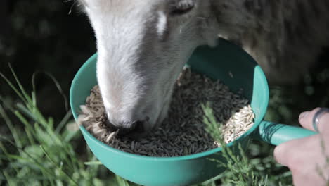 close up of a sheep feeding on the hand of a person