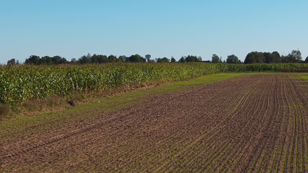 Aerial view of cornfield under blue sky, showcasing agriculture and nature