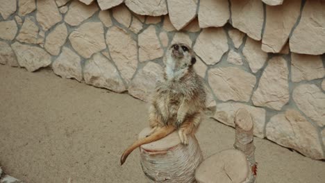 Porträt-Eines-Erdmännchens-Mit-Schmalem-Schwanz-Im-Oliwa-Zoo-In-Danzig,-Polen