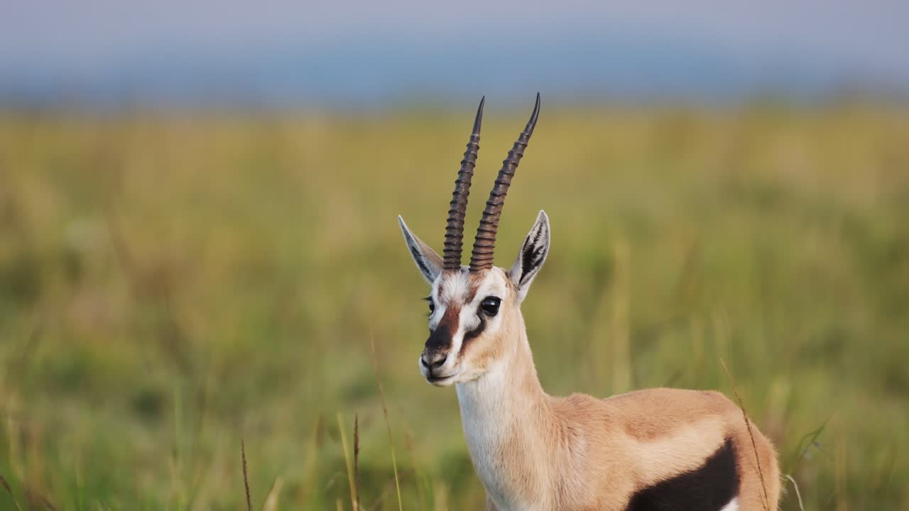 disparo en cámara lenta de una gacela de pie sin moverse dentro de una vegetación tranquila y hierba amarilla, vida silvestre africana en la reserva nacional de maasai mara, kenia, áfrica animales de safari en maasai mara