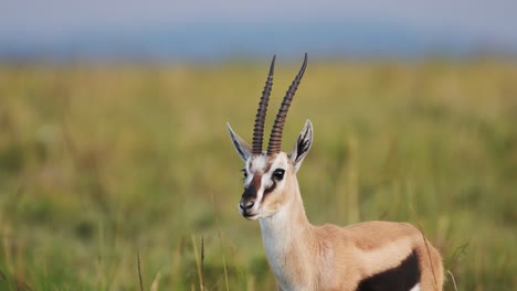 slow motion shot of gazelle standing still not moving within tranquil greenery and yellow grass, african wildlife in maasai mara national reserve, kenya, africa safari animals in masai mara