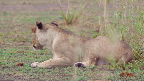 lioness laying in the arid landscape, calls out with a bellow