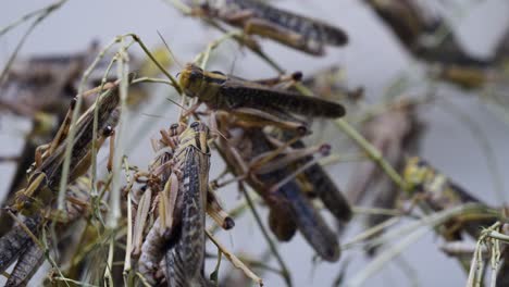 close up shot showing many couples of grasshoppers during procreation process