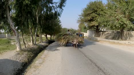 Niño-Y-Burro-Transportan-Caña-De-Azúcar-En-Afganistán.