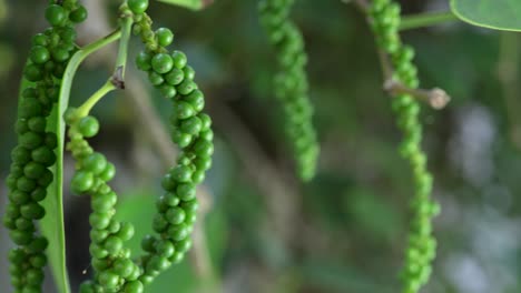 green pepper on the pepper tree garden, fresh black pepper plant in garden.