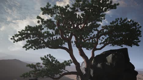 pine tree desert