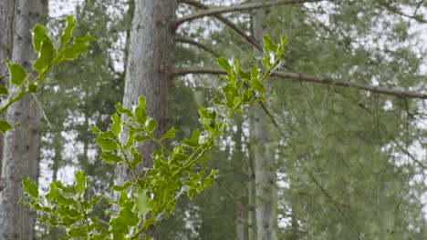 green trees in a park