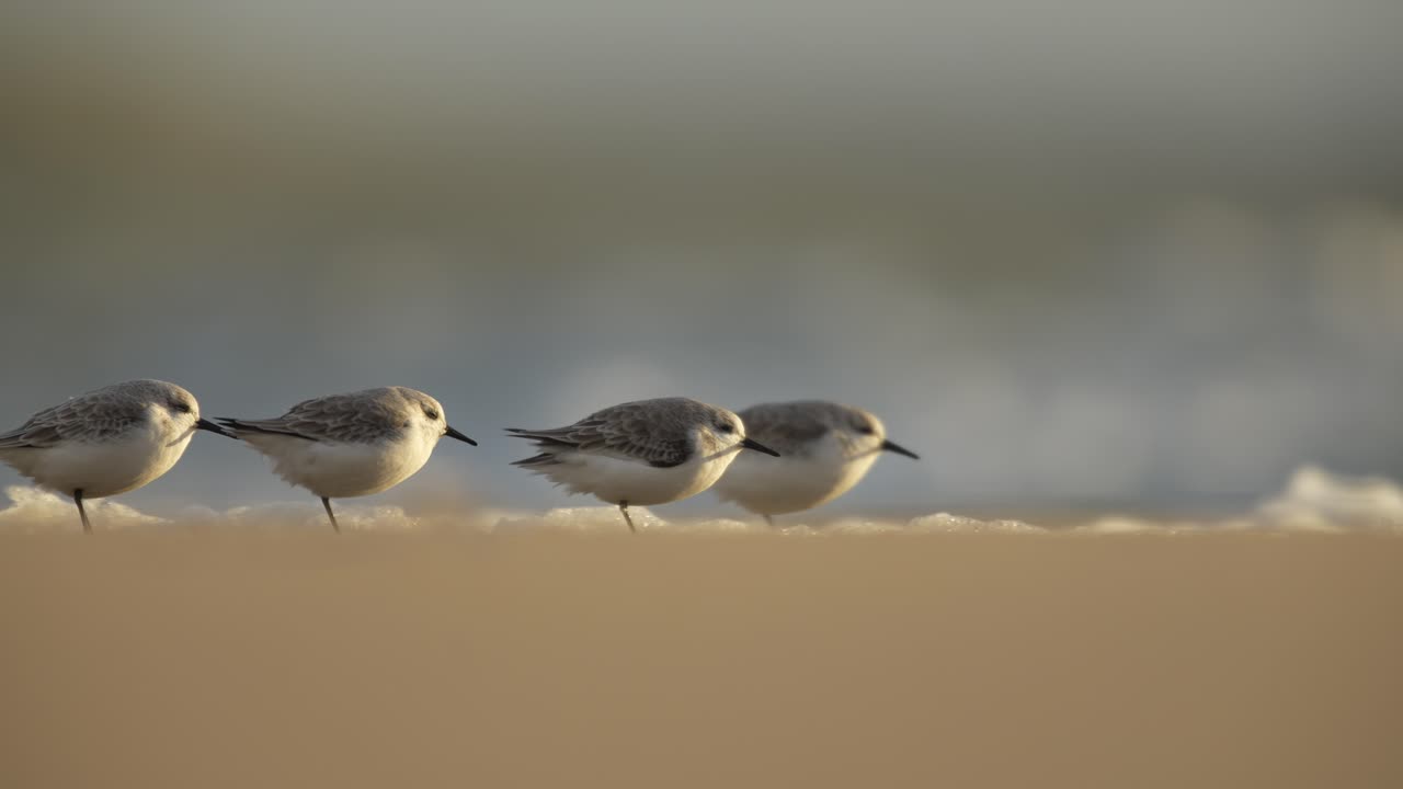 Sanderlings Calidris alba balancing against wind on one leg on beach