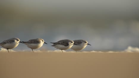 sanderlings calidris alba balancing against wind on one leg on beach