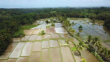 Schöne-Drohnenaufnahme,-Die-über-Einige-überflutete-Reisterrassen-In-Bali,-Indonesien,-Fliegt