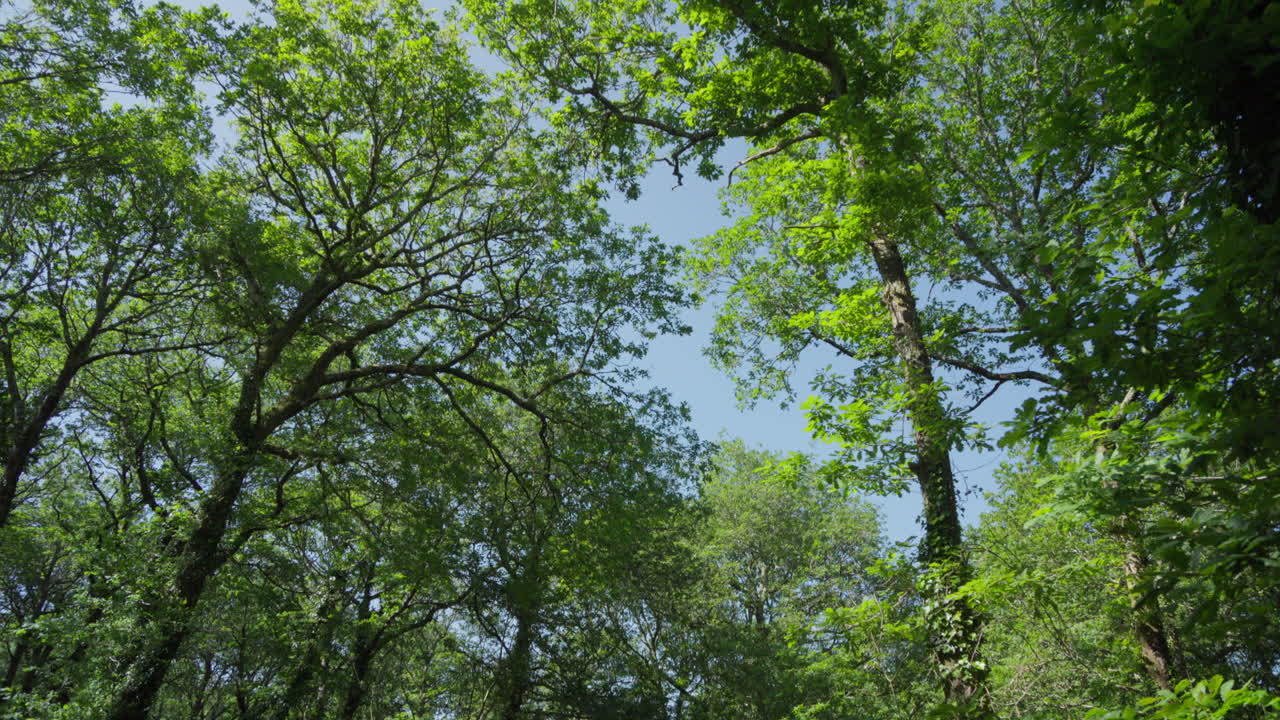 ralentizar la inclinación de la exuberante campiña británica verde