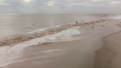 volando con gaviotas a lo largo de la costa justo por encima de las olas