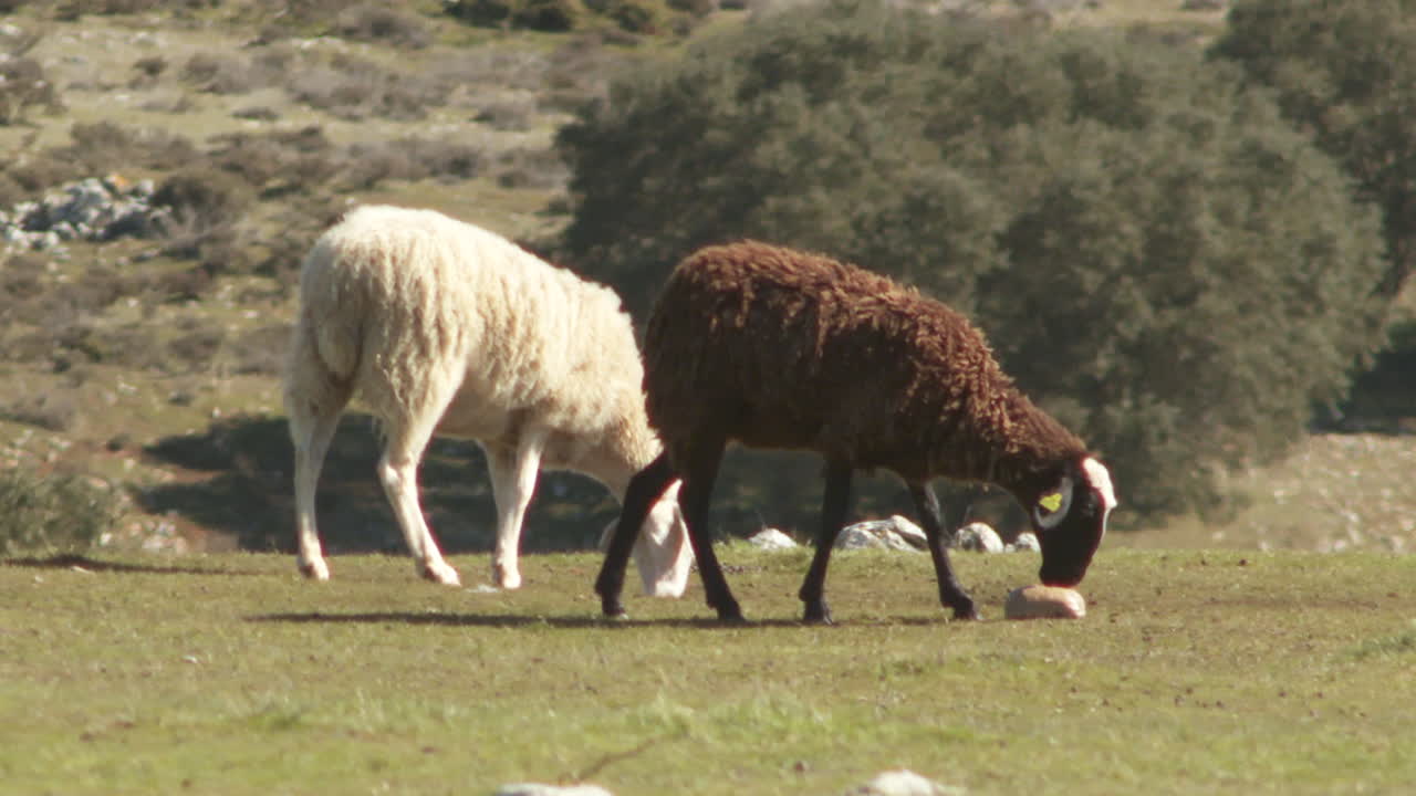 Two Sheep Grazing in a Meadow
