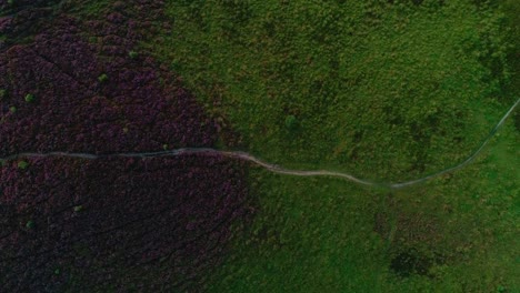 Field-with-purple-heather-and-flowing-into-green-bush-meadow,-hiking-trail,-top-down-aerial