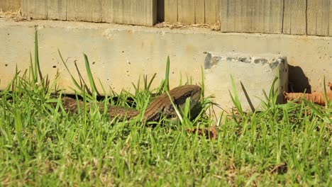 Lagarto-De-Lengua-Azul-Quieto-En-El-Jardín-De-Hierba-Respirando-Maffra,-Gippsland,-Victoria,-Australia,-Día-Soleado