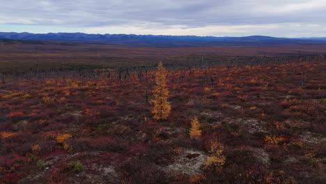 tundra in autumn colors at eagle plains along dempster highway in yukon, canada. aerial shot