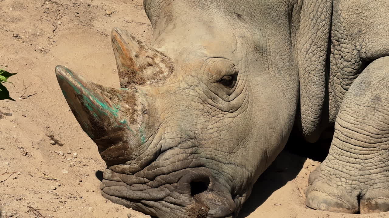 Rhinoceros resting in sandy terrain. A rhinoceros lies comfortably on the sandy ground, enjoying the warmth of the sun in its natural habitat