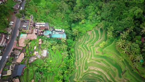 tegalalang fields, mosaic of terraced rice paddies, overpopulation hazard, nature damage