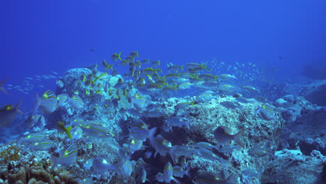 a beautiful school of 2 different types of fish above the volcanic ocean floor in the deep blue ocean