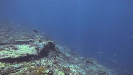 Un-Arrecife-De-Coral-En-Las-Profundidades-Del-Océano-De-Raja-Ampat-En-Indonesia.