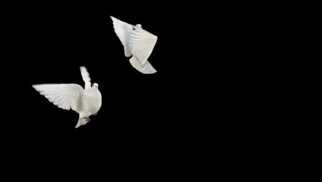 Doves-flying-on-black-background