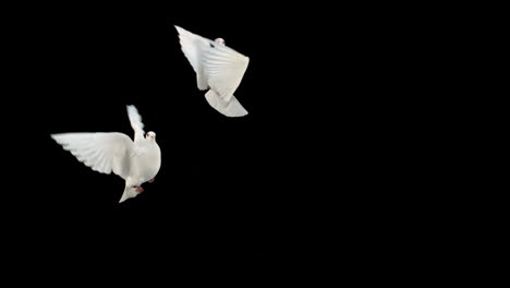 palomas volando sobre un fondo negro