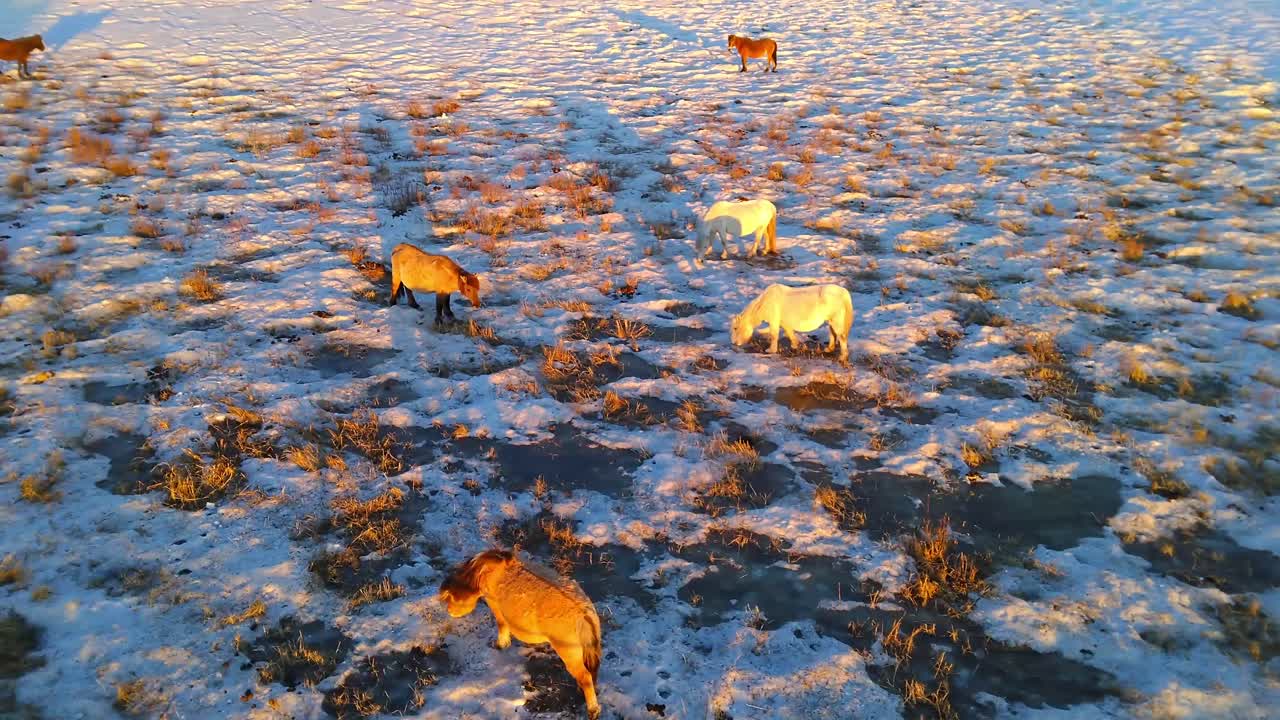 Around grazing horses at sunset in winter from a drone 4k