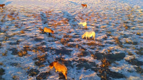 Around-grazing-horses-at-sunset-in-winter-from-a-drone-4k