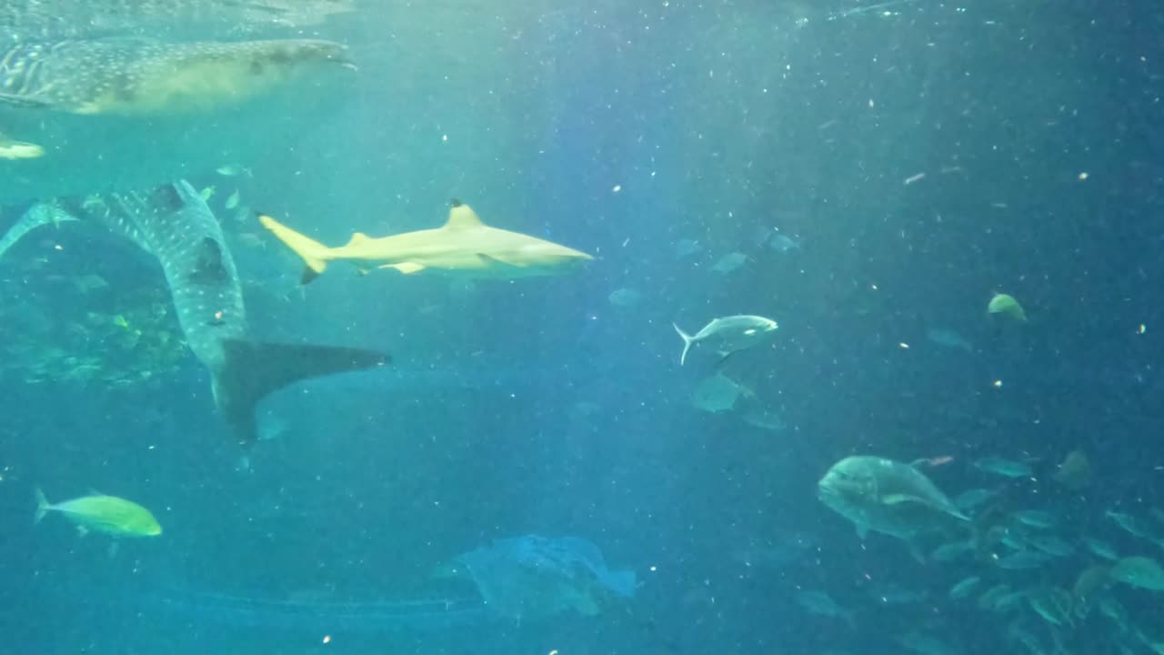 Sharks and rays glide through a vibrant underwater scene, showcasing their elegance and diversity in a serene aquarium setting.