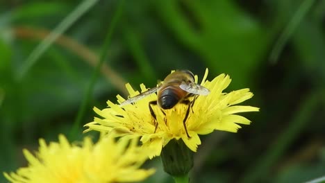 bee collecting pollen on a windy spring day