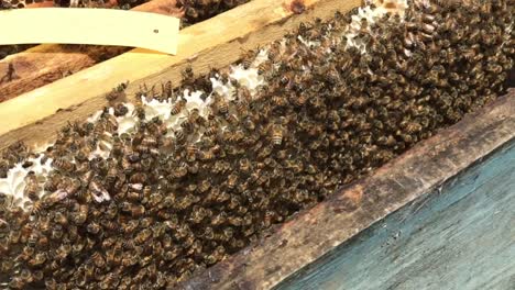 Beekeeping-Beekeepers-who-take-care-of-bees-to-produce-honey