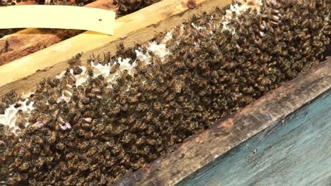 Beekeeping Beekeepers who take care of bees to produce honey