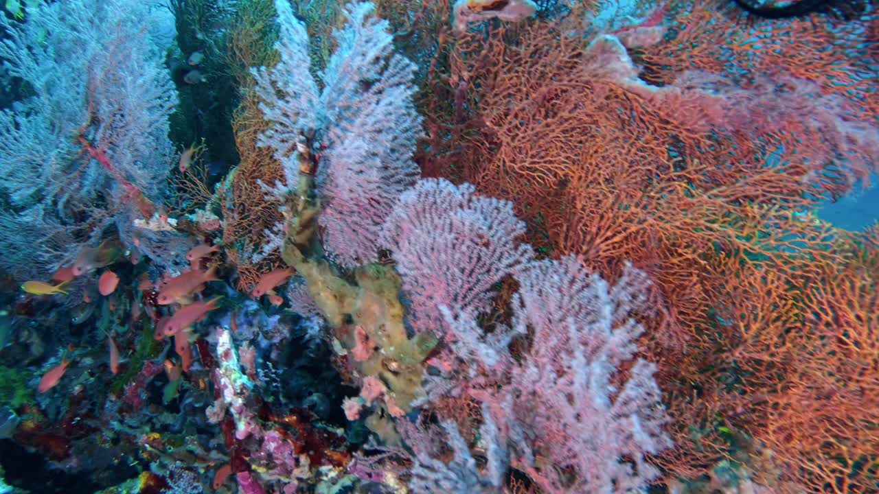 Gerak lambat bawah air yang menampilkan kehidupan karang dan ikan yang beragam di Tulamben, Bali