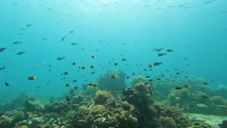 stunning underwater view with beautiful sunlight over coral reef ecosystem and shoals of tropical schooling sardines, fusiliers, butterfly fish, and unicorn fish in timor-leste