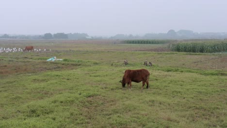 Drohne-Umkreist-Braune-Kuh,-Die-Auf-Vietnamesischen-Feldern-Weidet