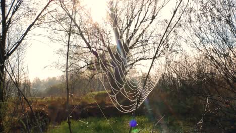 spider web with water drops in sunlight. water drops on a spider web. spider insect. morning dew. the network is a trap. windy weather. sun glare. plants and trees. nature.