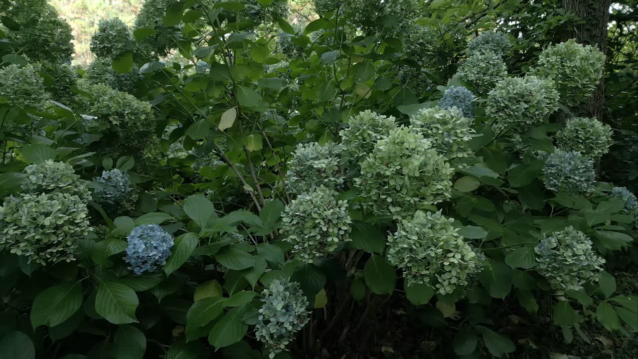 Die immergrüne Hortensienblüte, nach links schwenkend