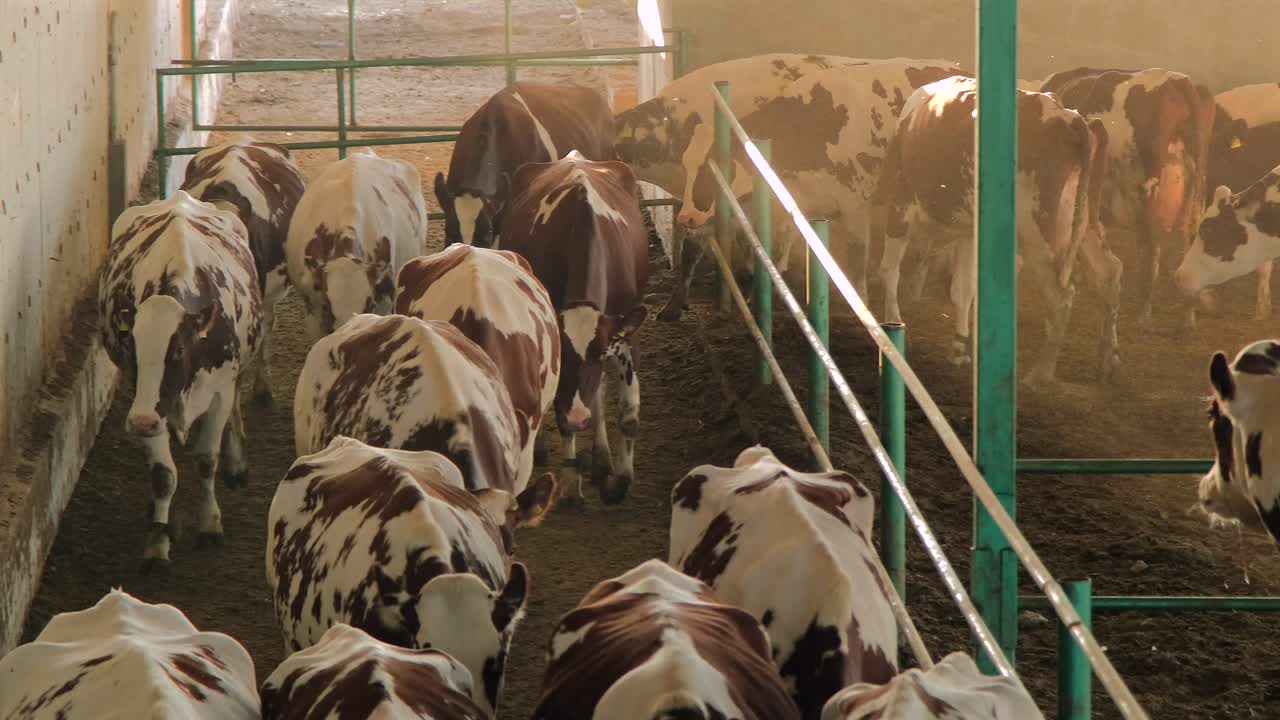 In Turchia, paesi del Medio Oriente, cura e mungitura delle mucche, alimentazione con foraggio, latte di mucca, vita in fattoria.