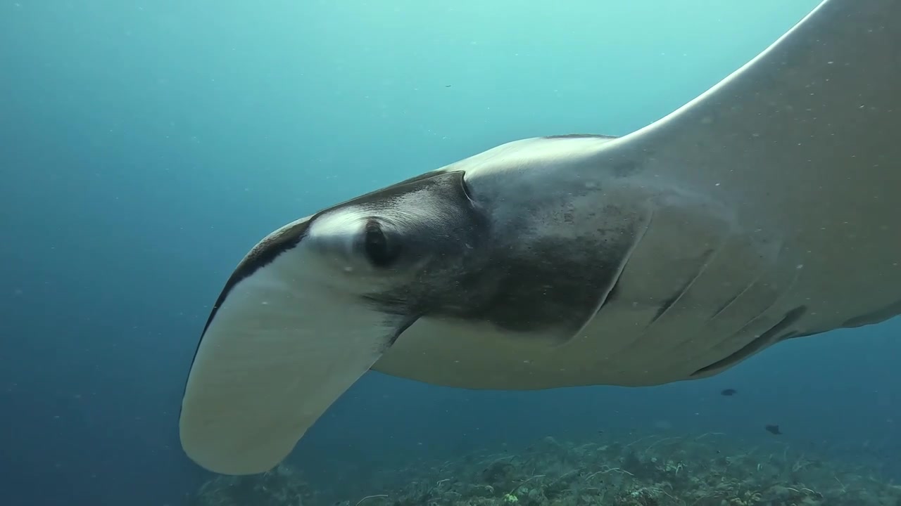 Una splendida ripresa ravvicinata 4K con GoPro di una maestosa manta oceanica (Manta birostris) che si libra sopra una vivace stazione di pulizia di una barriera corallina. Piccoli pesci pulitori (labridi) possono essere visti con la manta gigante.