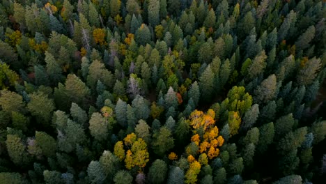 álamos-Solitarios-En-Los-Extensos-Pinos-De-Los-Bosques-Nacionales-Apache-sitgreaves