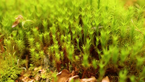 close-up of moss and foliage in forest