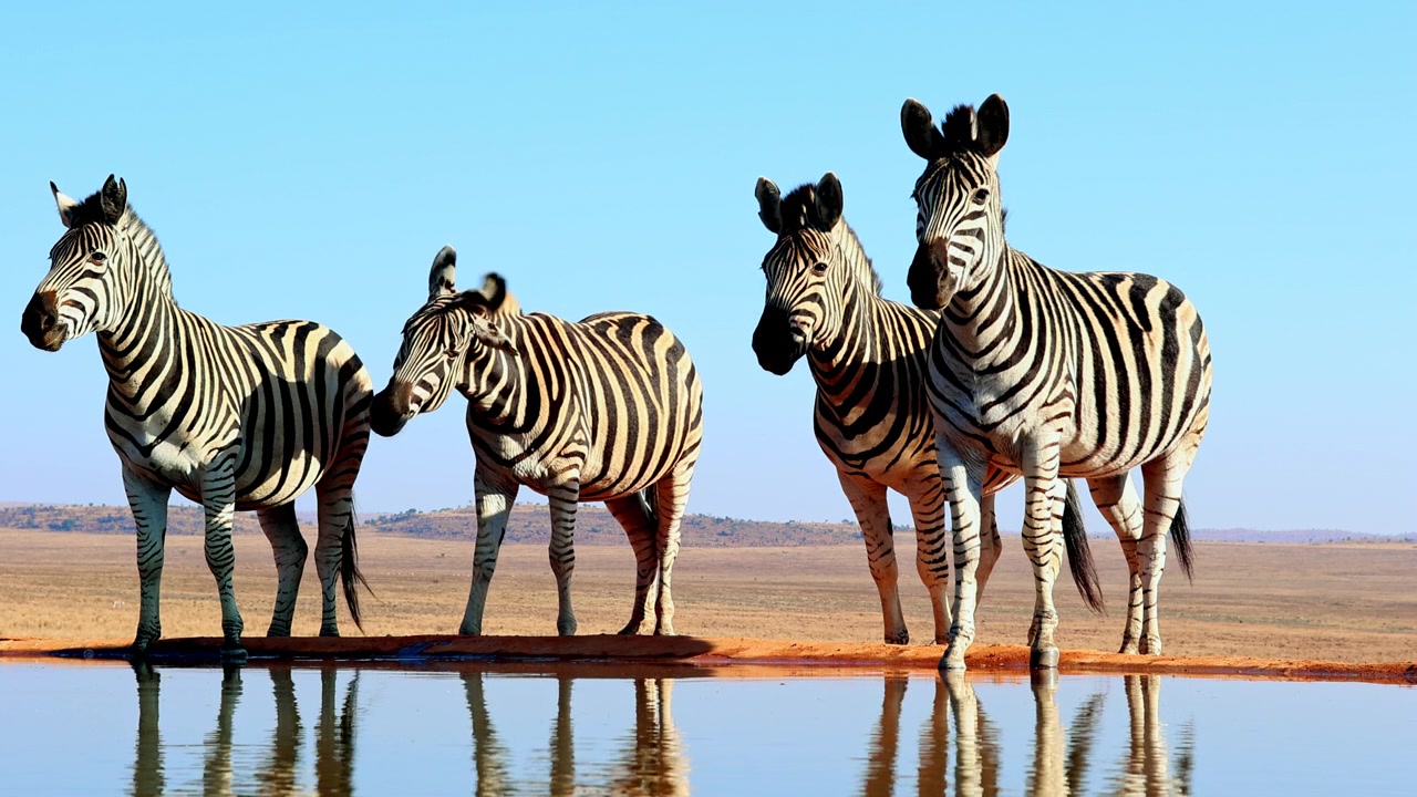 Una zebra delle pianure scuote la testa mentre la mandria si trova a una pozza d'acqua, al rallentatore.