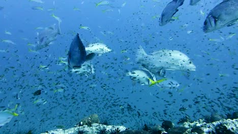adult brown sweetlips swim with coral trout and juvenile reef fish