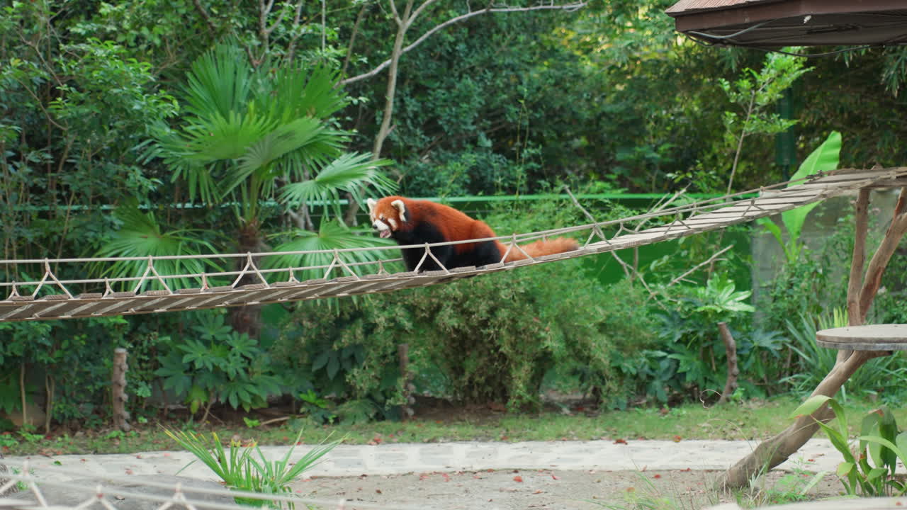Panda rosso che attraversa un ponte di corda di legno in alto da terra, arrampicatore solitario che naviga una passerella oscillante con attento equilibrio e coda come contrappeso, sfondo di folta chioma e fitto fogliame, arricchimento
