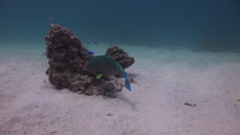 Papageienfische,-Die-Auf-Korallenalgen-Grasen,-Während-Die-Kamera-Sich-Unter-Wasser-In-Koh-Tao,-Thailand,-Nähert