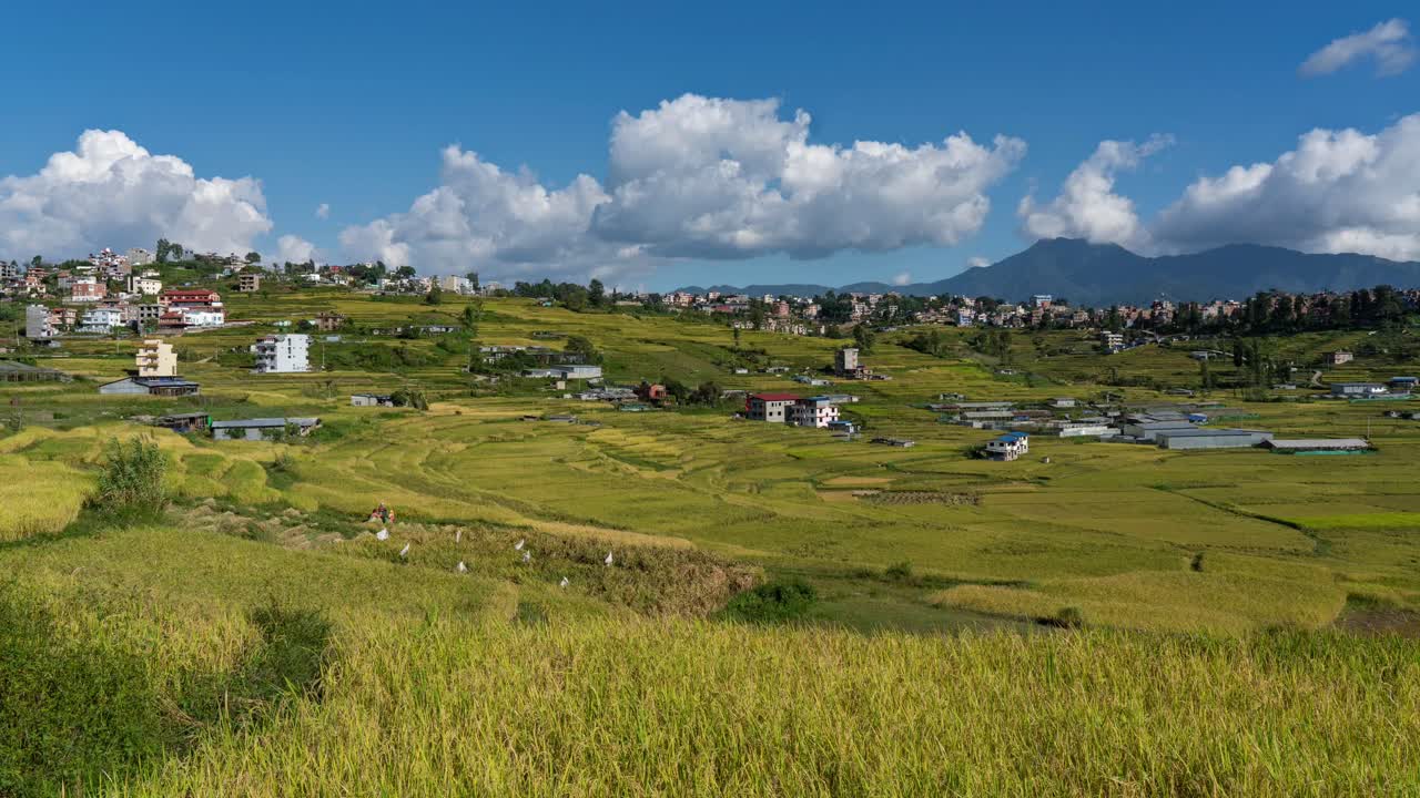 un lapso de tiempo de las hermosas terrazas de arrozales listas para la cosecha en kokana, nepal con las nubes pasando por encima