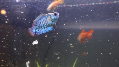 gourami comiendo copos en una pecera